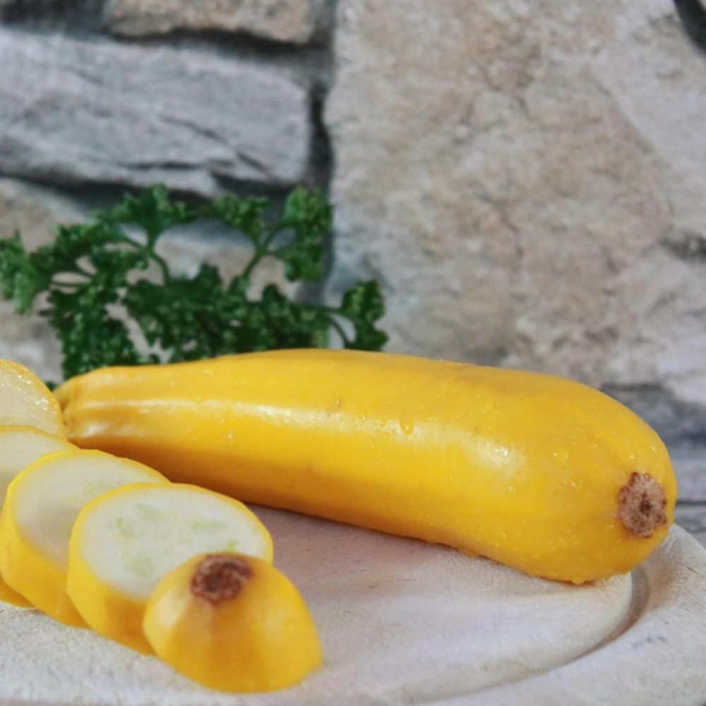 Plant de courgette lingodor hf1 godet