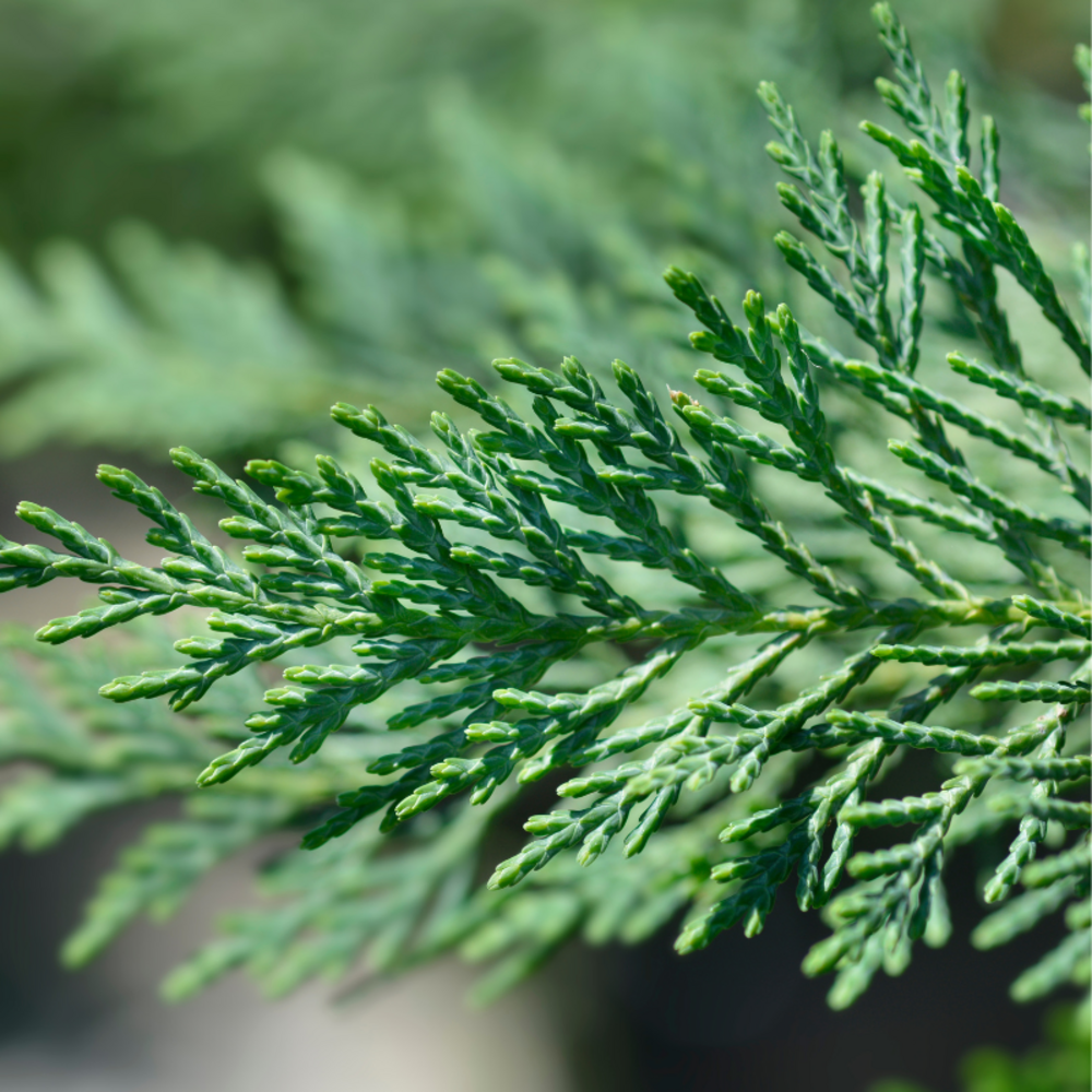 Cyprès de leyland type 2001 - cupressocyparis leylandii 2001 80cm en pot