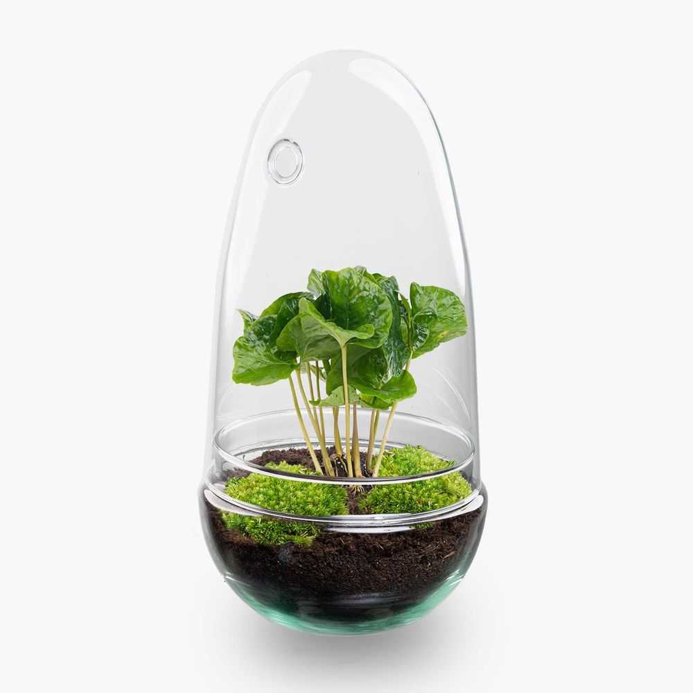 Kit terrarium diy - alba caféier
