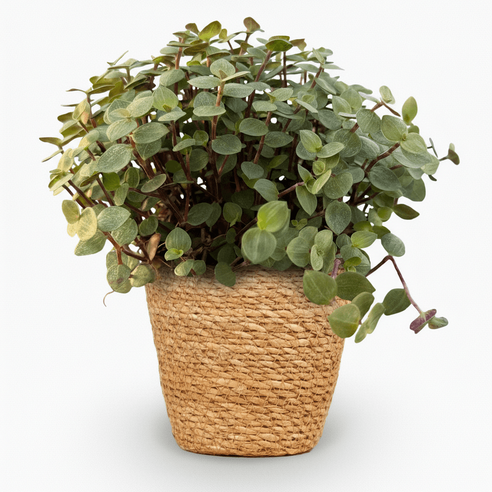 Calissia repens - pet-friendly - pot de 12cm - hauteur 17-20cm