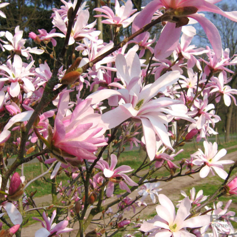 2 x magnolia loebneri - magnolia loebneri 'leonard messel'  - 50-60 cm pot
