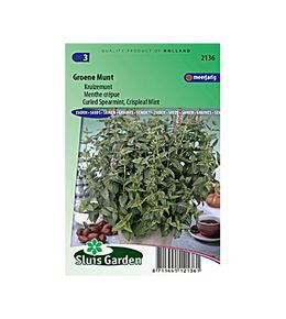 Menthe verte 'crispata' le sachet de 1800 graines environ