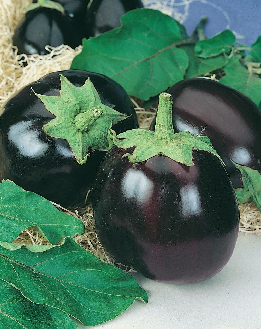 Aubergine black beauty - 1 g