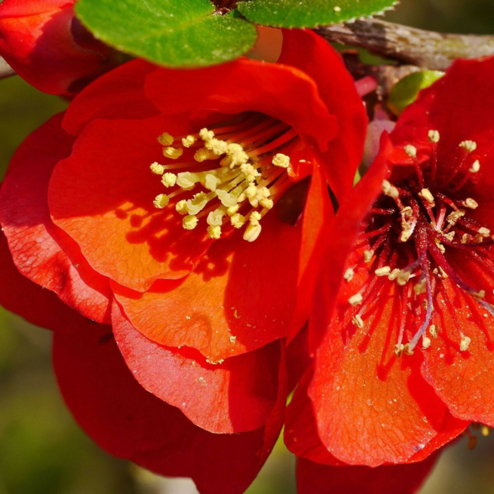 Cognassier du japon crimson and gold, chaenomeles pot de 3l - 40/60 cm