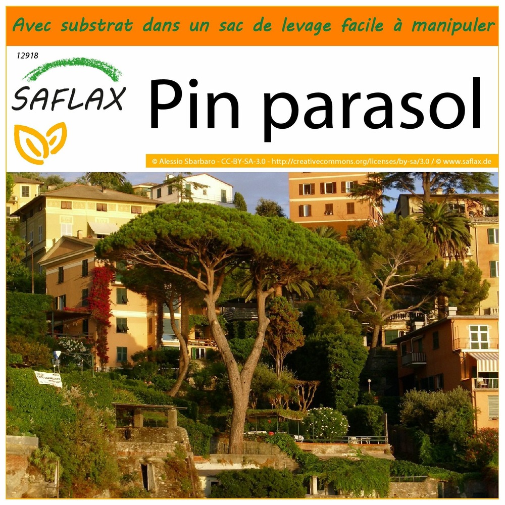 Garden in the bag - pin parasol - 6 graines - pinus pinea