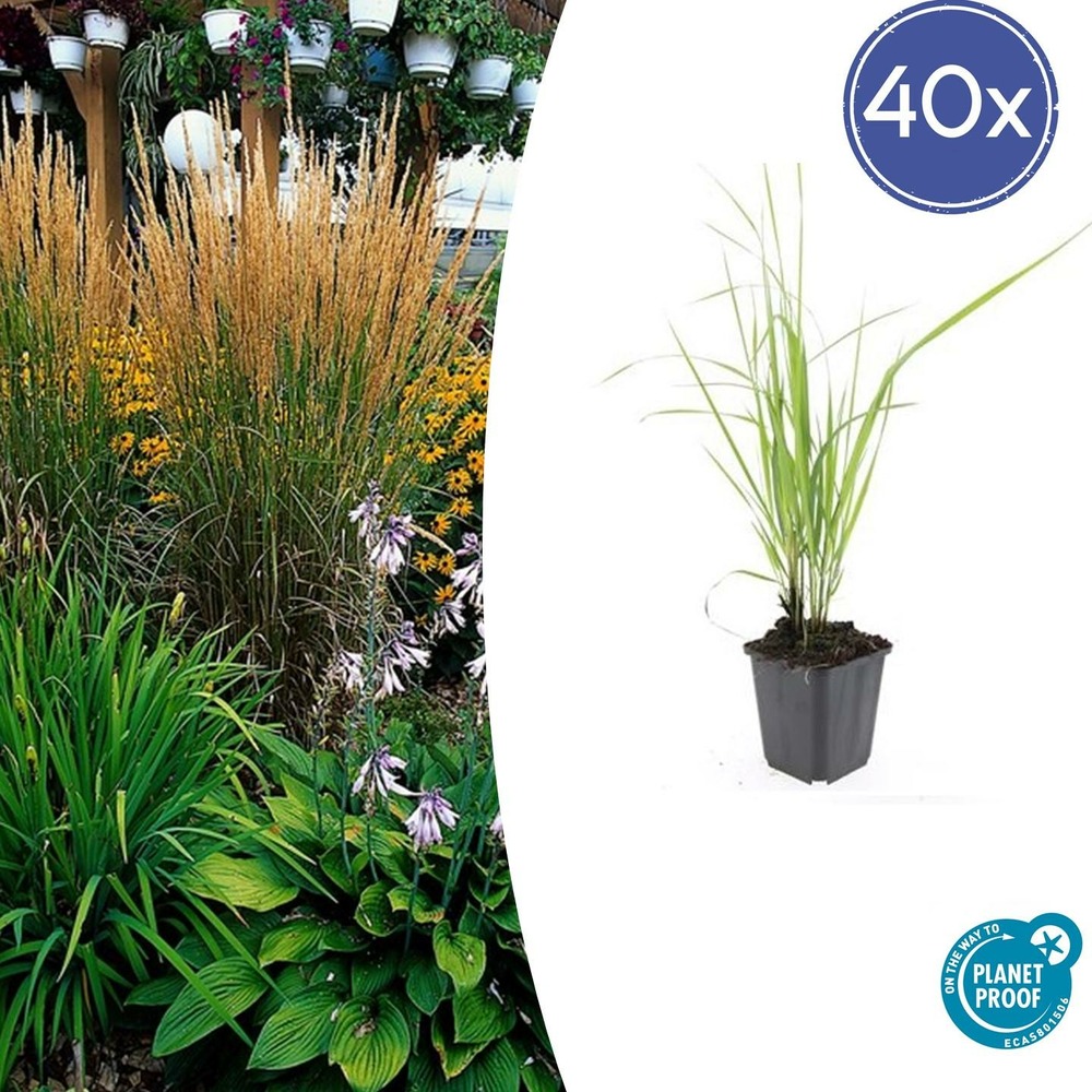 Calamagrostis acutiflora 'karl foerster' x40 – entre 2,5 et 3,33m2