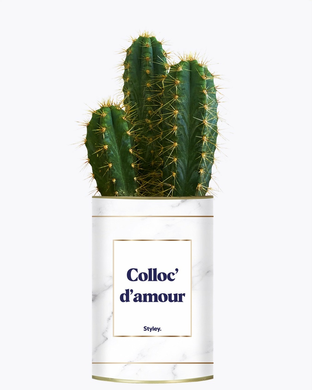 Plante personnalisée - colloc d'amour - cactus