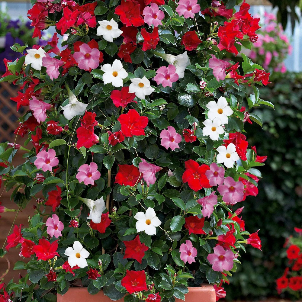 3 jasmins du brésil - dipladenia en mélange - les 3 pots / ø 10.5cm, vendu par lot de 2