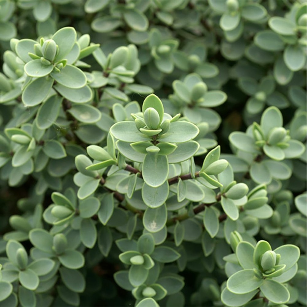 Hébé, véronique arbustive carnolosa godet de 8/9 cm