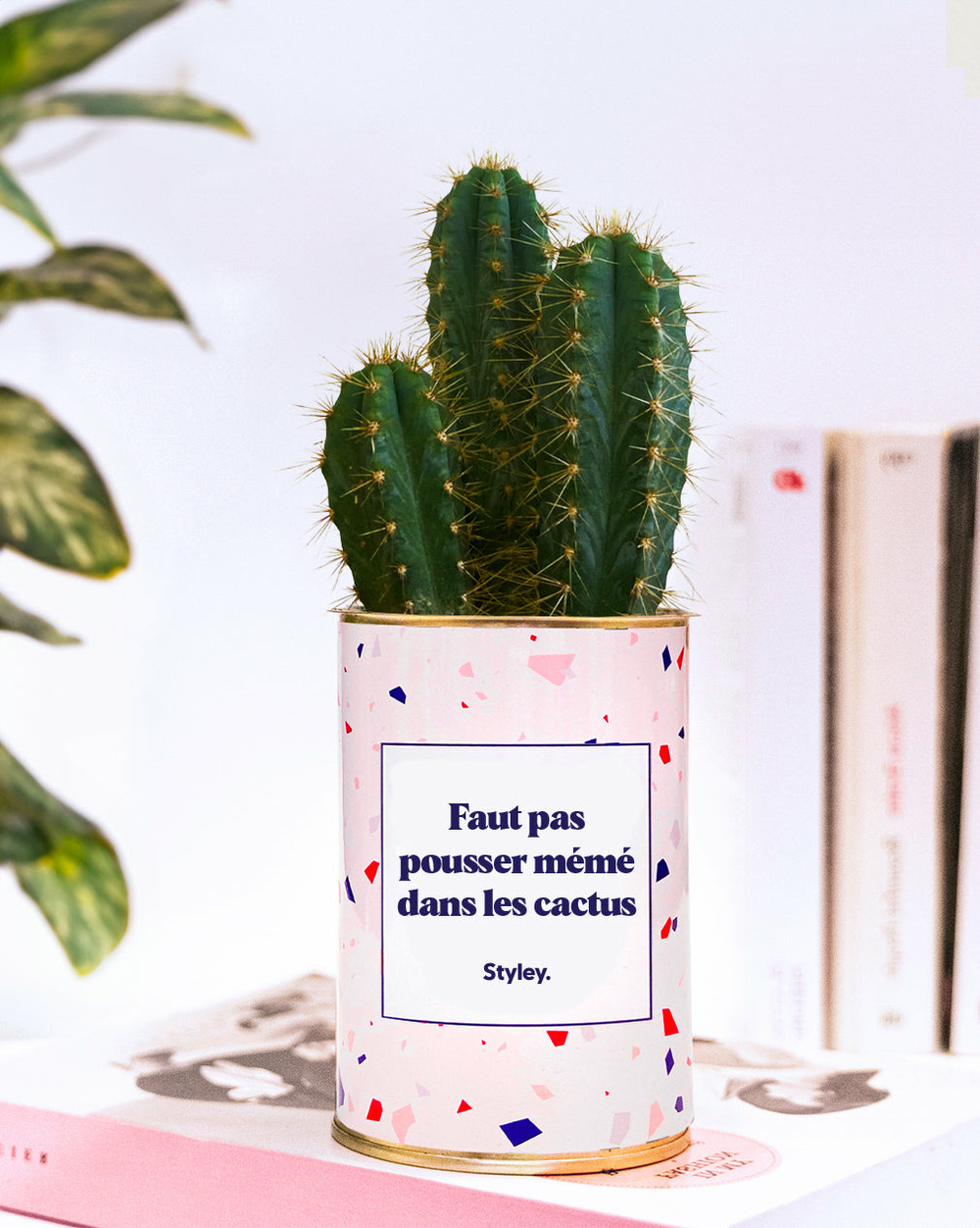 Plante facile à entretenir - faut pas pousser mémé dans les cactus - cactus
