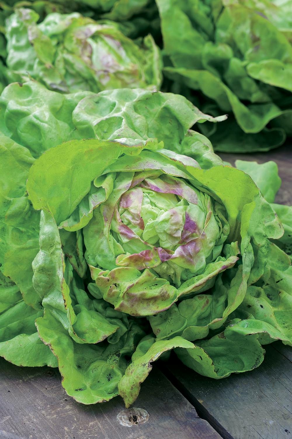 Laitue reine de mai de pleine terre - 3 g