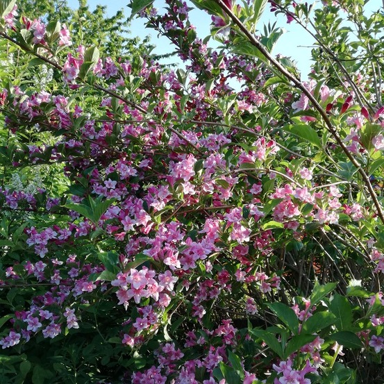 Weigela 'stelzneri' pot de 2l/3l
