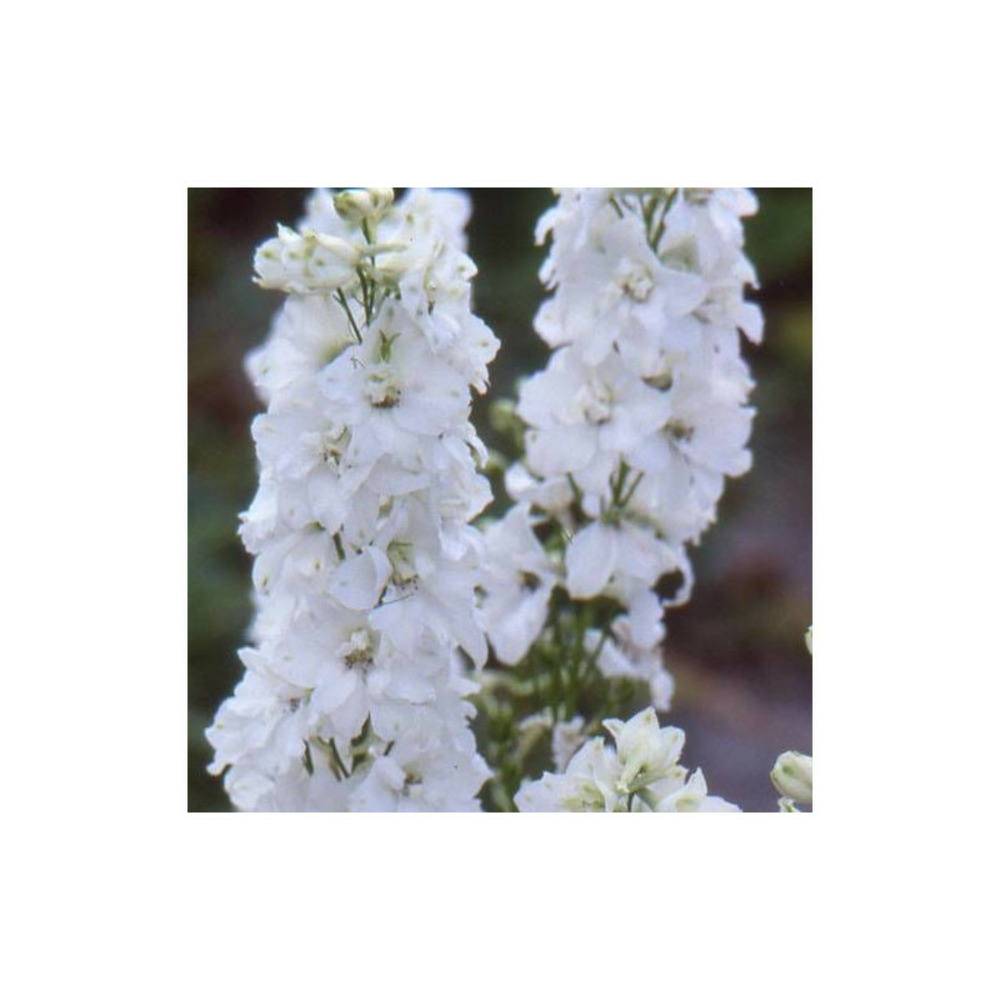 Pied-d'alouette galahad, delphinium lot de 9 godets
