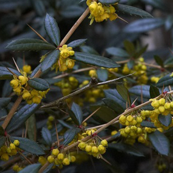 2 x épine-vinette à feuilles - berberis julianae - 30-40 cm pot