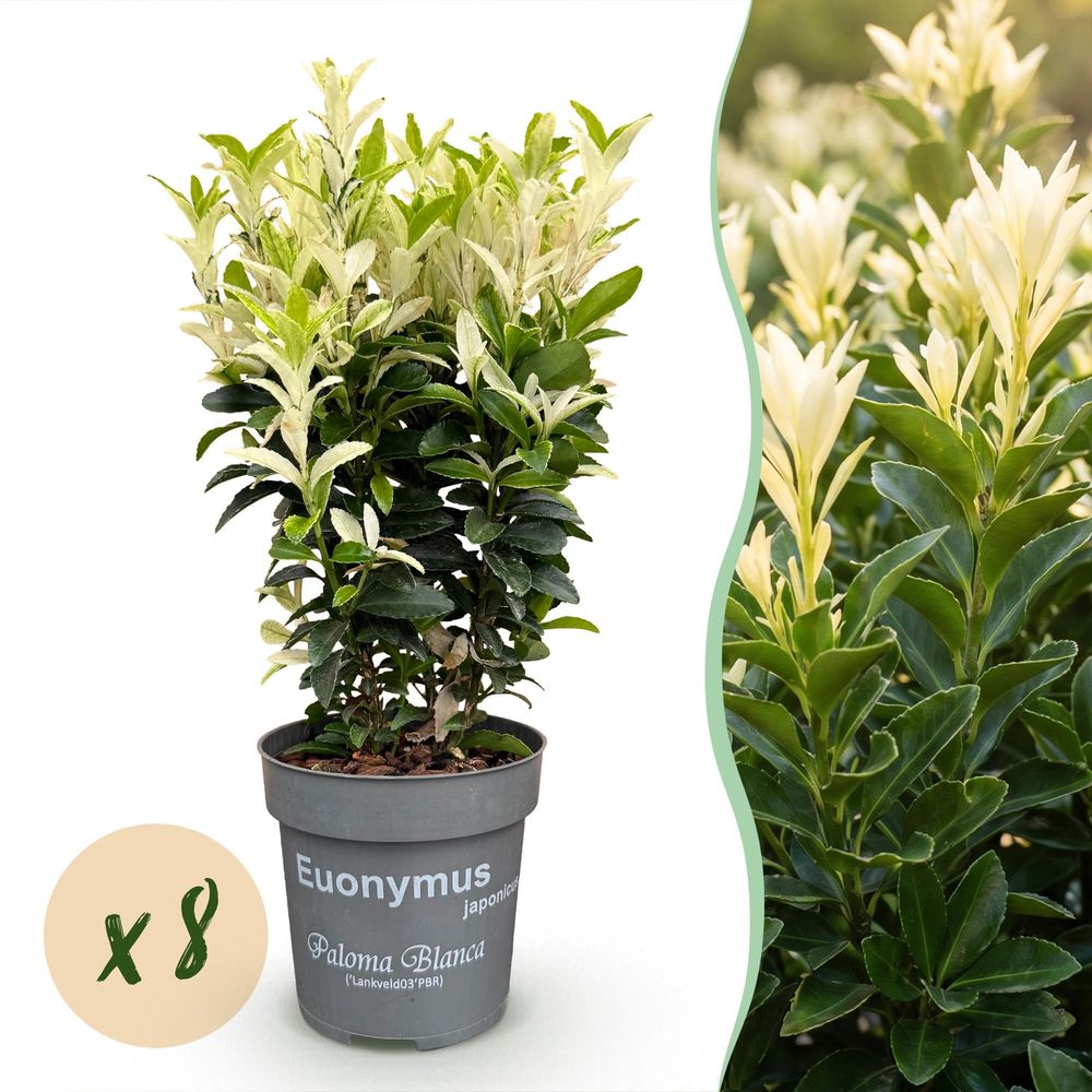 Fusain paloma blanca - lot de 8 - pot 9 cm - hauteur 20-30 cm