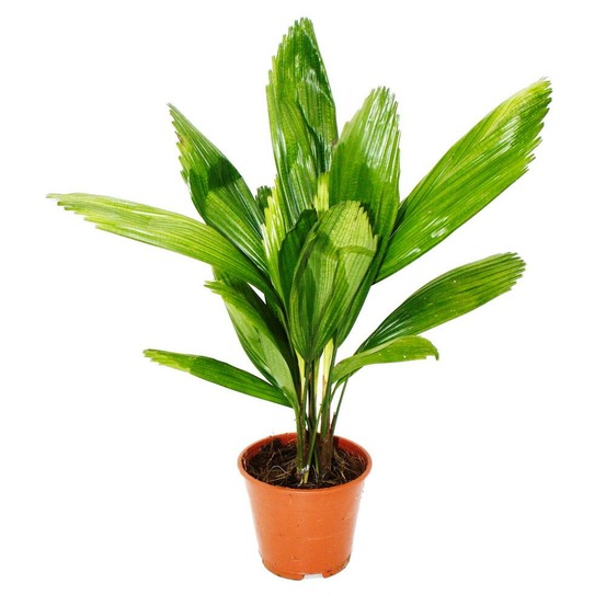 Palmier rayonnant - licuala grandis - palmier d'intérieur - palmier rayonnant du vanuatu - pot 13cm