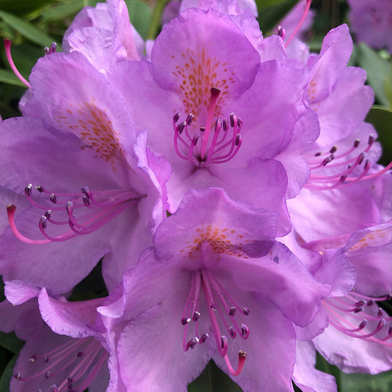 Rhododendron catawbiense 'grandiflora' pot de 12 cm / 13 cm