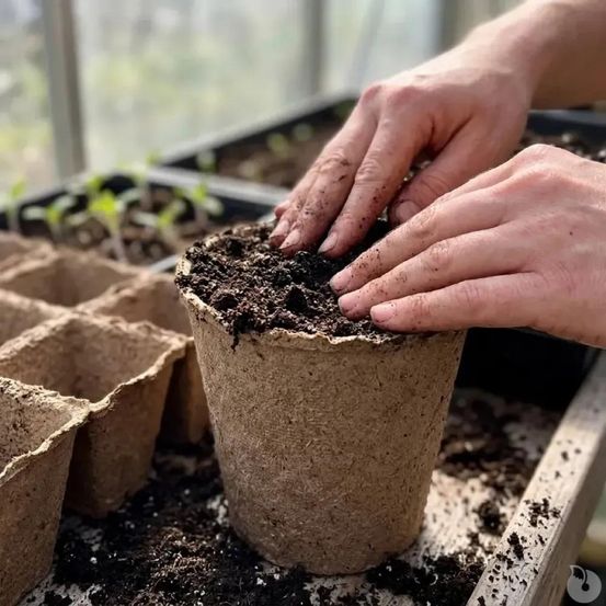 10 pots biodégradables pour semis progarden