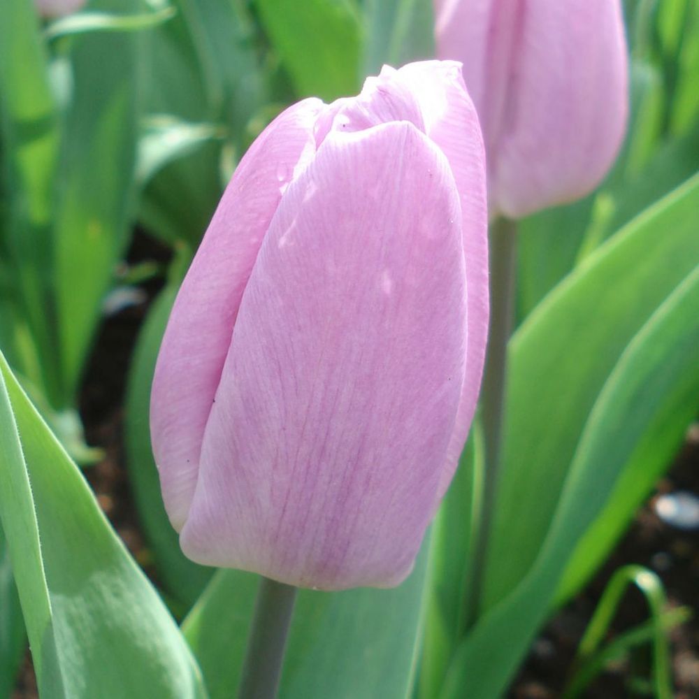 Tulipe simple hative 'candy prince' bulbe calibre 10+ (par 10)