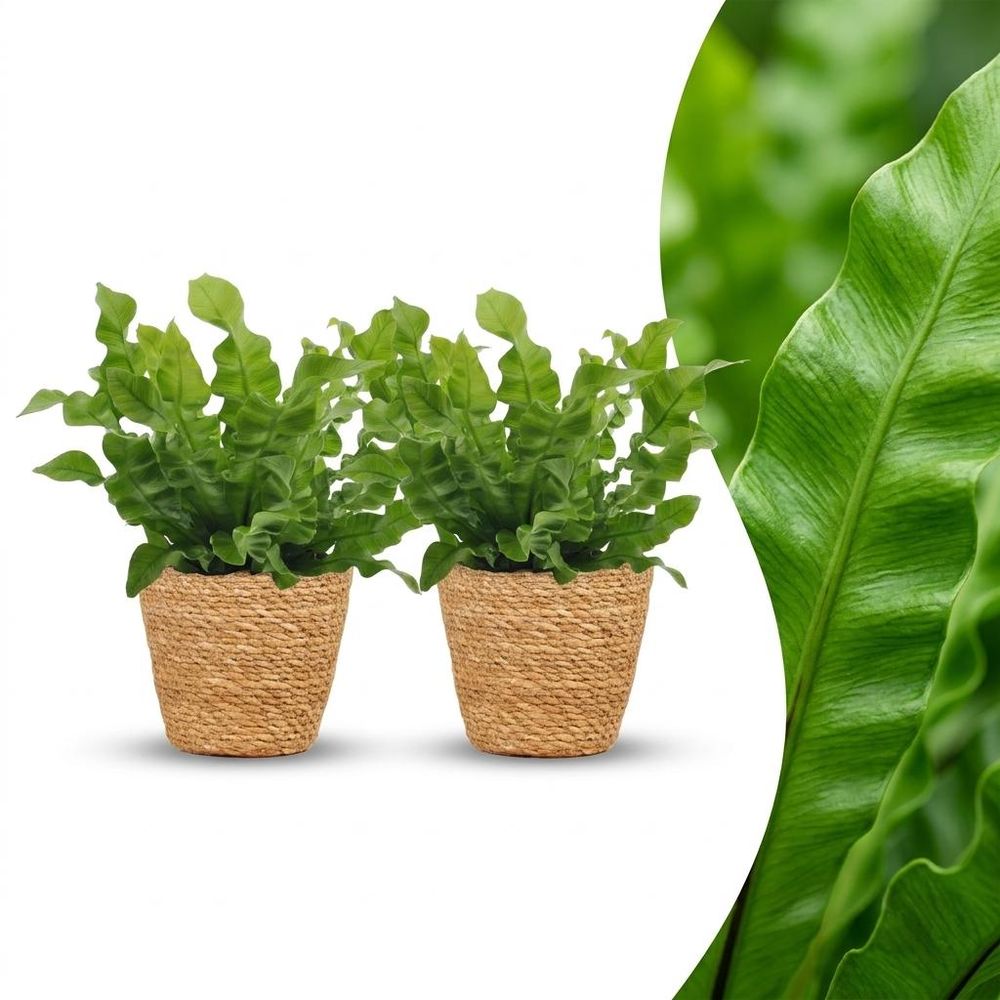 Asplenium crispy wave - fougère crispy wave - pot de 12cm