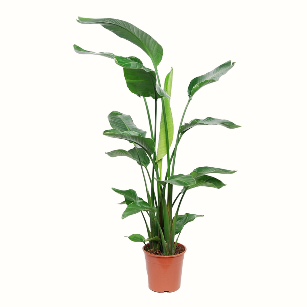 Oiseau du paradis - strelitzia nicolai - 140cm