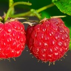 Framboisier 'fraise' bio - godet 9cm