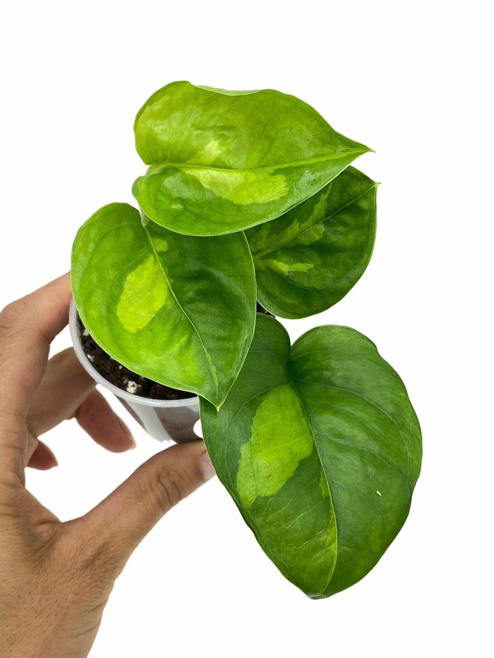 Epipremnum global green - pot de 6cm