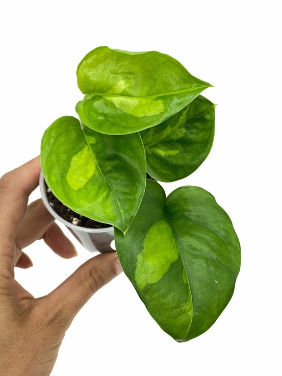 Epipremnum global green - pot de 6cm