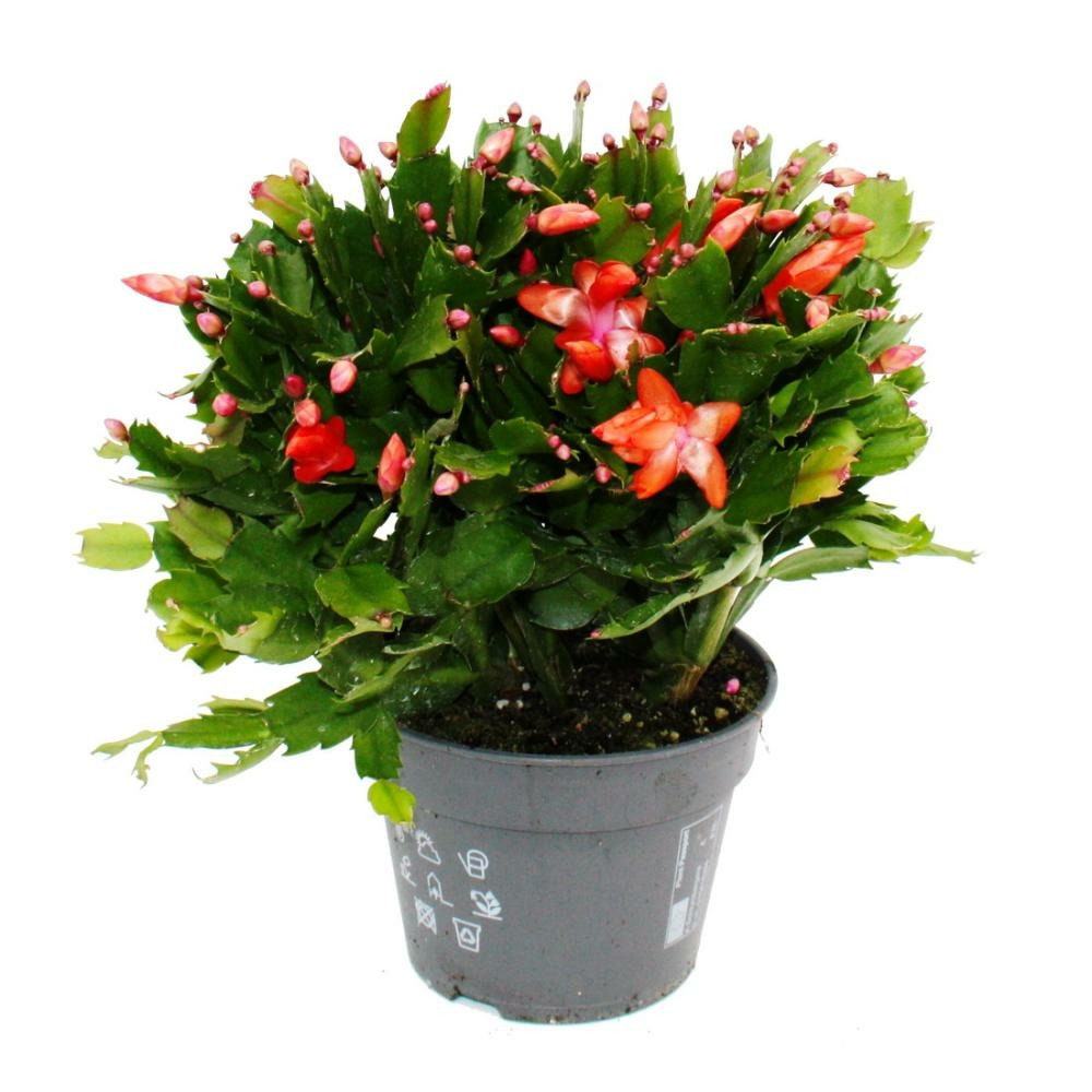 Grand cactus de noël - schlumbergera - xxl - pot 17cm - hauteur 25-35cm environ - fleurs rouges