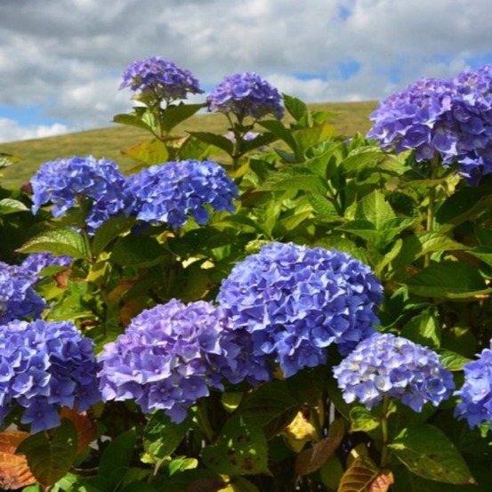 Hortensia macrophylla so long ebony