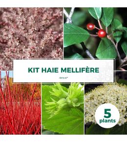 Kit Haie Mellifère