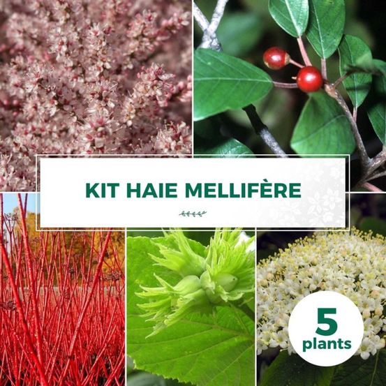 Kit Haie Mellifère