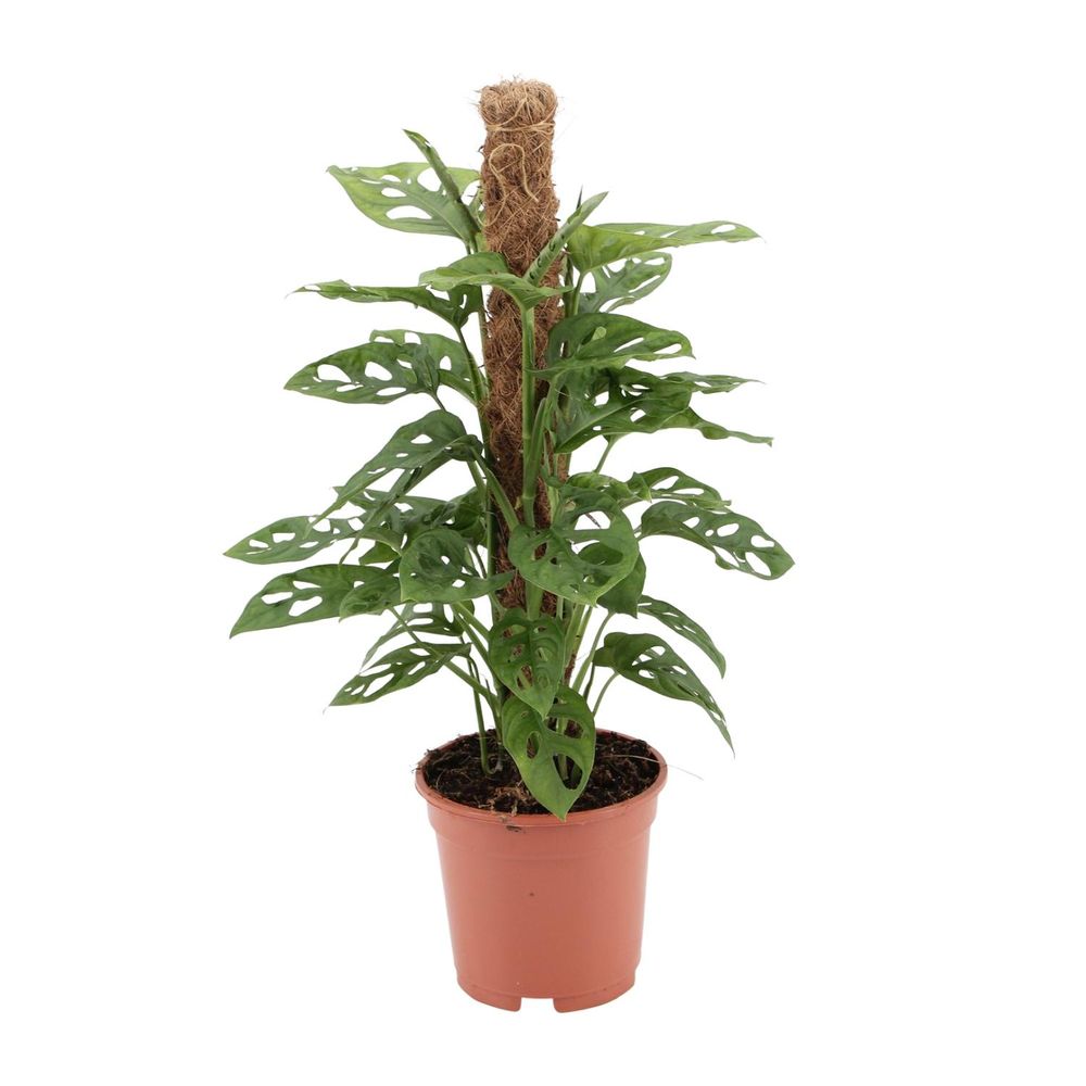 Monstera monkey - ø17cm - ↕60cm - plantes d'intérieur