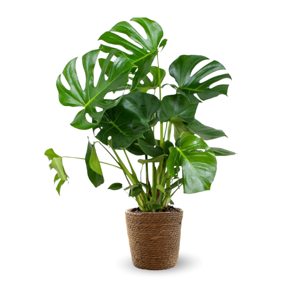 Monstera deliciosa avec panier en jonc de mer - plante trouée - purificateur d'air - ↕ 80-90 cm - ⌀ 22 cm - plante d'intérieur