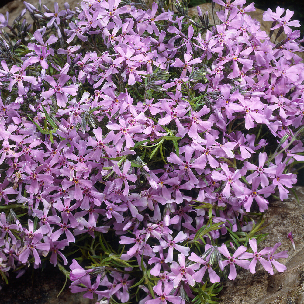 Phlox mousse moerheimii - le pot / ø 9cm, vendu par lot de 2