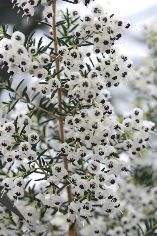 Bruyère de noël - en pot de 3 litres