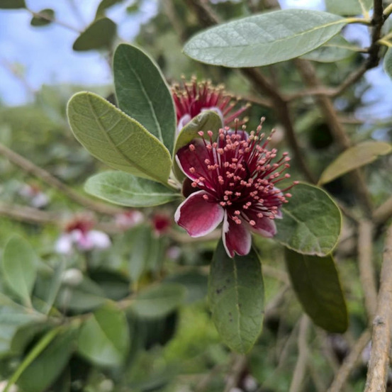 Goyavier du brésil gemini, acca, feijoa pot de 7,5l - 60/80 cm