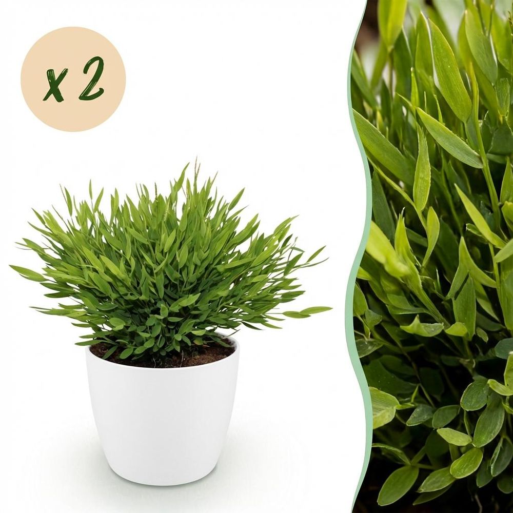 Bamusa pogonatherum monica - pet-friendly - bambou miniature - pot de 12cm - hauteur 20cm - plantes d'intérieur