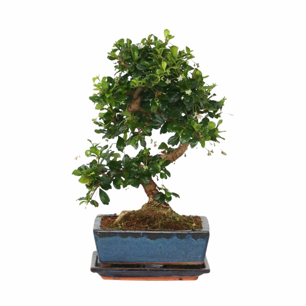 Bonsaï - carmona microphylla - hauteur 25-30cm - ⌀20cm