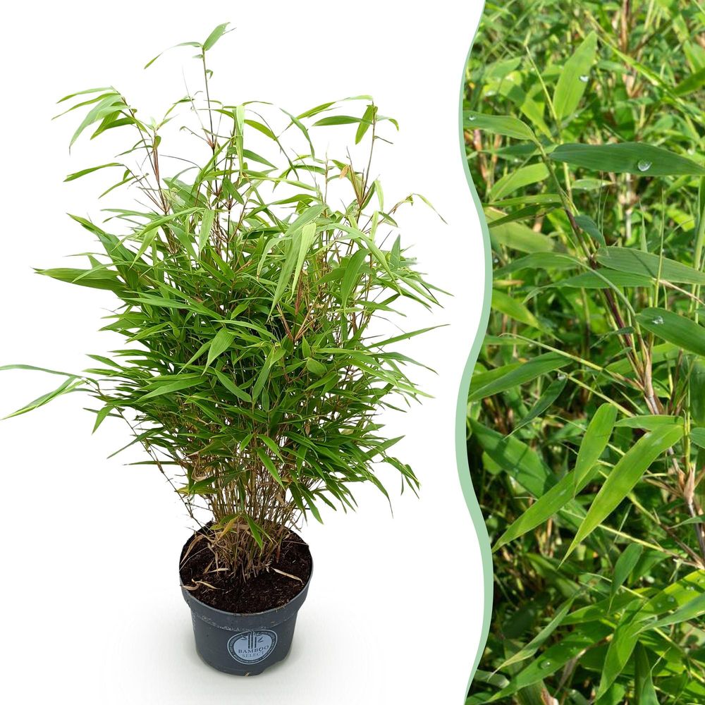 Bambou fargesia rufa - pot 23 cm - hauteur 80 cm
