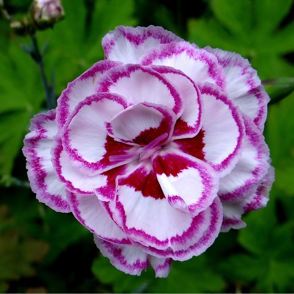 Œillet 'moulin rouge' pot de 2l/3l
