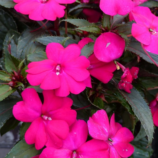 Balsamine, impatience 'sunpatiens compact magenta' mini-motte ø 3/4 cm, plant vert de 5 à 10 cm de haut (par 5)