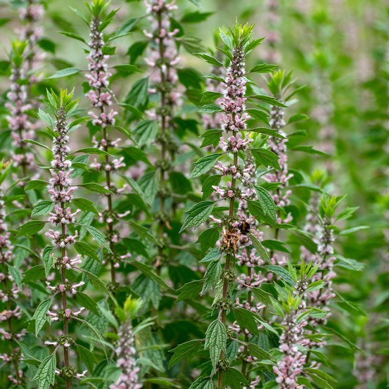 Agripaume cardiaque godet de 8/9 cm