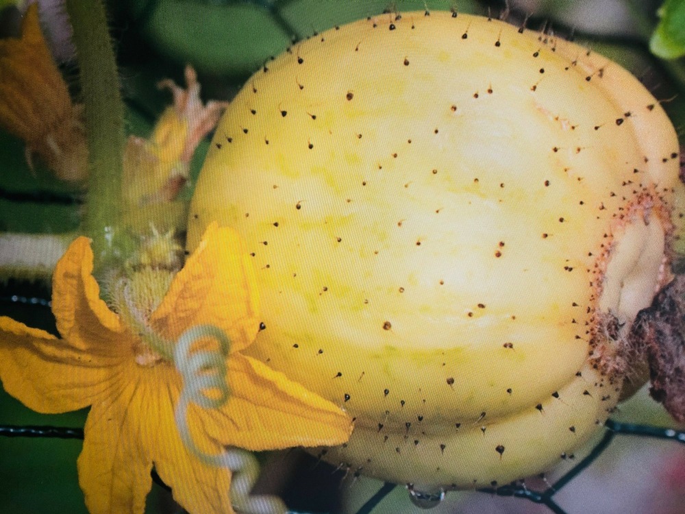 Sachet de graines de concombre lemon (citron) - sachet de 1 gramme - petite entreprise française - made in france