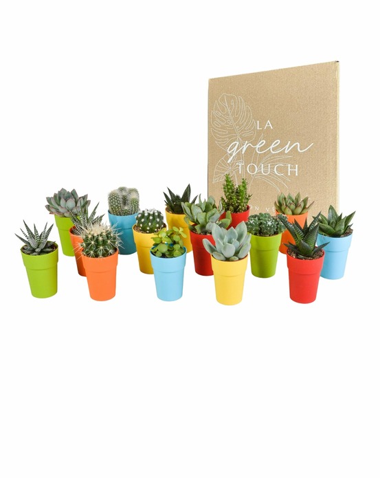 Mix de 15 cactus et succulentes et leurs caches-pots colorés h13cm
