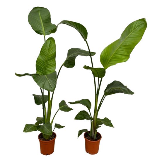 Strelitzia nicolai - plantes d'intérieur