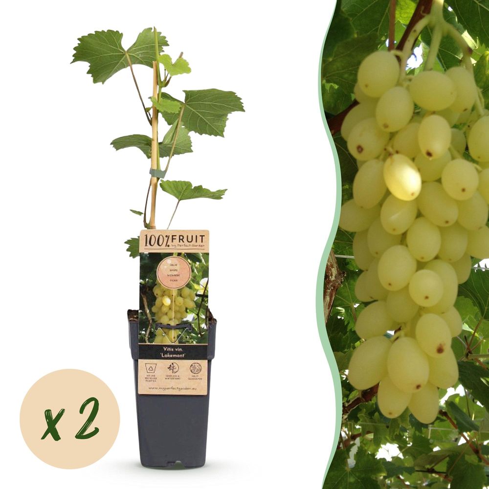 Vigne 'lakemont' - pot 15 cm - hauteur 50 cm