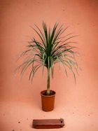 Plante d'intérieur - dracaena draco - 120cm - ø30 120cm