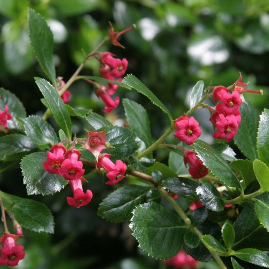 Escallonia rubra 'crimson spire' pot de 2l/3l