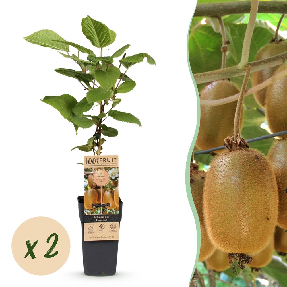 Kiwi 'hayward' - pot 15 cm - hauteur 50 cm